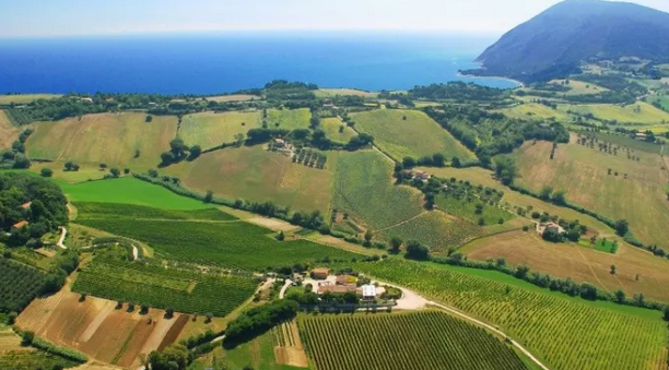 意大利馬凱葡萄酒產區(qū)