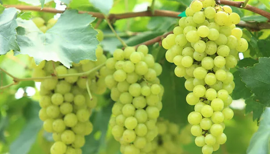 意大利馬凱葡萄酒產區(qū)