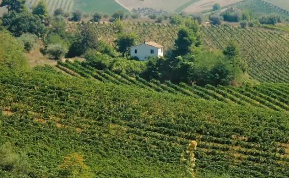 意大利馬凱葡萄酒產區(qū)